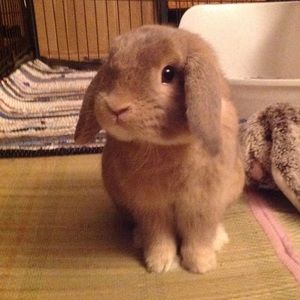 Meet your Posher, Momo